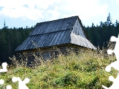 Sheepfarm, Zakopane, Poland, forest