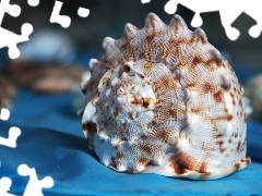 shell