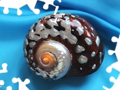 shell