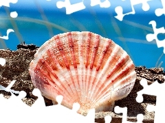 shell