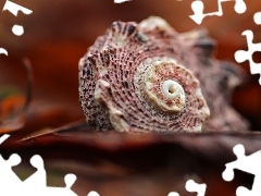 shell