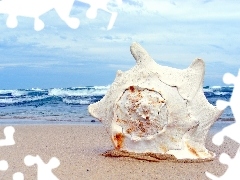 Beaches, shell