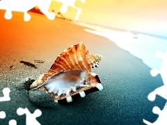 shell, sea, Beaches