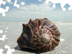 shell, Beaches, Sand