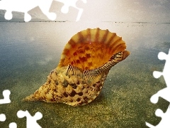 shell