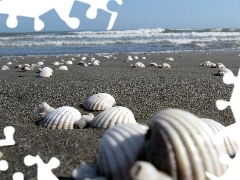 Beaches, Shells