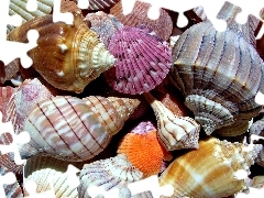 color, Shells