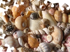 different, Shells