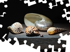 Shells, board, different