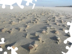Shells, Beaches, Sand