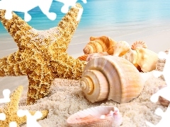Shells, sea, Sand