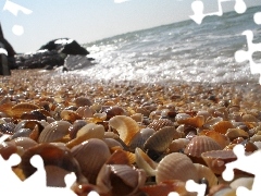sea, Shells