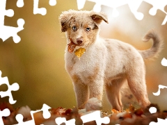 autumn, Leaf, Australian Shepherd, Puppy, dog