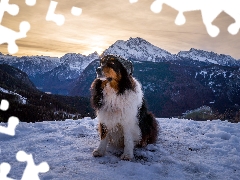 snow, Mountains, Australian Shepherd, Hat, dog