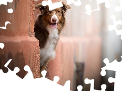 wall, Bay, Australian Shepherd, muzzle, dog