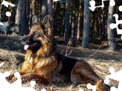 Long Haired German Shepherd, lying, dog