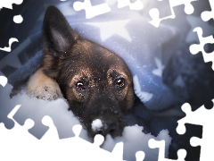 snow, muzzle, German Shepherd, Blanket, dog