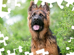 tongue, Bush, German Shepherd, muzzle, dog