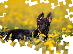 Meadow, Puppy, fuzzy, background, Common Dandelion, German Shepherd