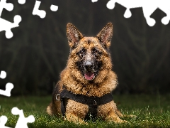 grass, dog, German Shepherd