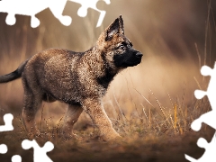 Belgian Shepherd Malinois, dog, Puppy