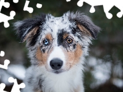 color, Eyes, Australian Shepherd, muzzle, Puppy