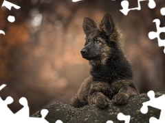 stone, Puppy, German Shepherd