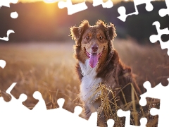 Tounge, dog, Australian Shepherd