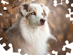 Australian Shepherd, white-beige, dog