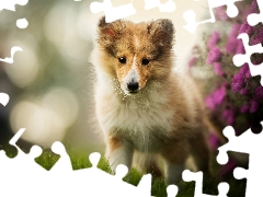 shetland Sheepdog, dog, Flowers, grass, muzzle, Puppy