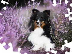 shetland Sheepdog, heather