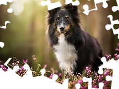 heathers, dog, shetland Sheepdog