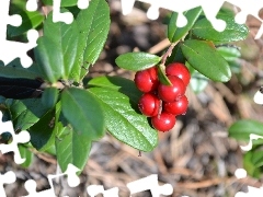 leaves, blueberries Red, Shining