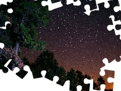 trees, Night, Shooting, starfish, viewes, Sky