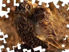 owl, Twigs, Plants, Short-eared Owl