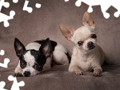 Two cars, puppies, Short-haired Chihuahua, Dogs