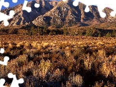 shrubs, Mountains, California