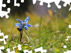 Siberian squill, grass