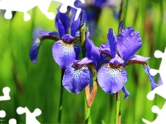 Siberian Iris, iris