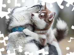 play, Dogs, Siberian Husky