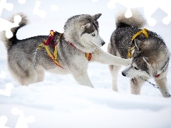 play, Dogs, Siberian Husky