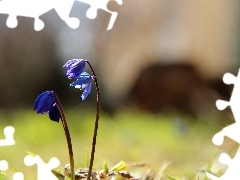 Siberian squill