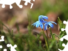 Siberian squill