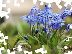 Siberian squill