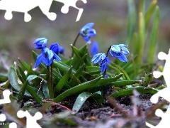 Siberian squill