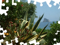 Cactus, Panarea, Sicilia, sea