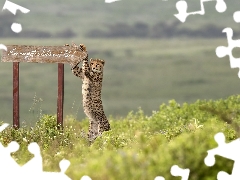 sign-post, Tanzania, Serengeti National Park, plate, Africa, text, Cheetah