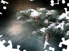 silvery, snowy, spruce