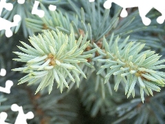 spruce, silvery