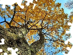 autumn, Leaf, Sky, maple